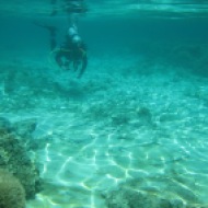 Diver swimming through seagrass restoration site