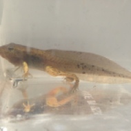 Metamorphing tadpole
